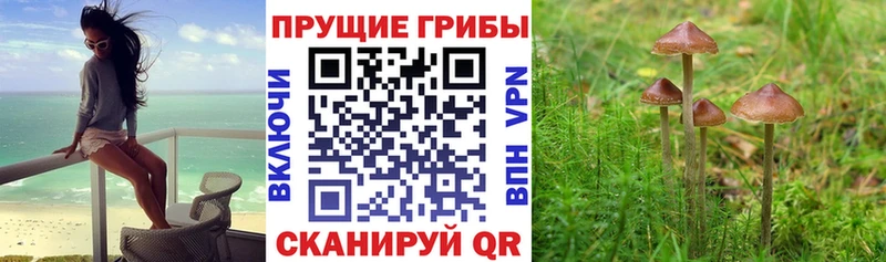 продажа наркотиков Алдан Галлюциногенные грибы Magic Shrooms